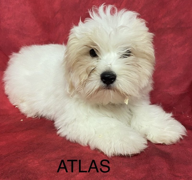 ATLAS coton Mâle Coton de tulear