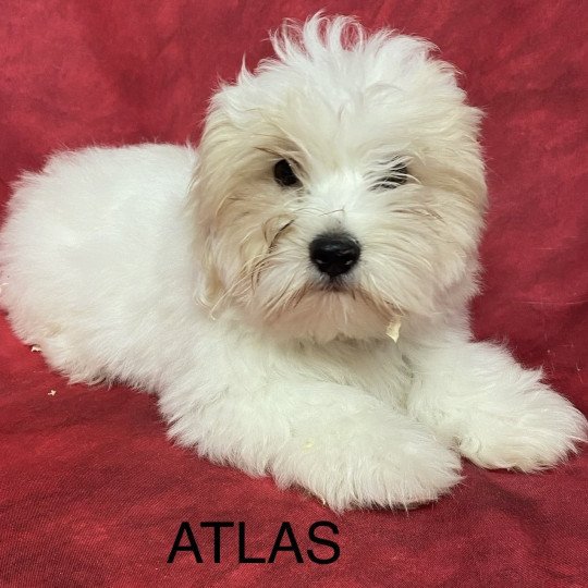 chiot Coton de tulear ATLAS coton Domaine de la Chantelaie