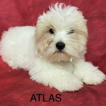 chiot Coton de tulear ATLAS coton Domaine de la Chantelaie chiot Coton de tulear ATLAS coton Domaine de la Chantelaie