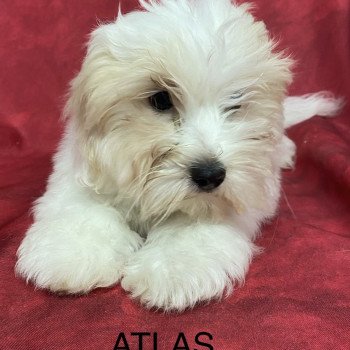 chiot Coton de tulear ATLAS coton Domaine de la Chantelaie chiot Coton de tulear ATLAS coton Domaine de la Chantelaie