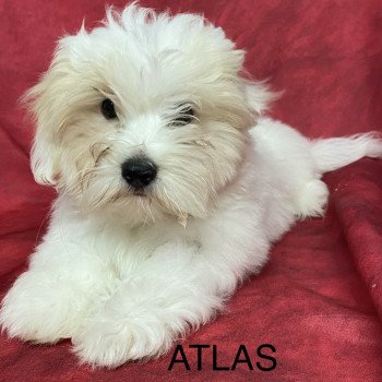 chiot Coton de tulear ATLAS coton Domaine de la Chantelaie chiot Coton de tulear ATLAS coton Domaine de la Chantelaie