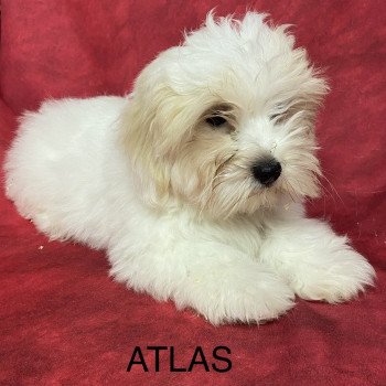 chiot Coton de tulear ATLAS coton Domaine de la Chantelaie chiot Coton de tulear ATLAS coton Domaine de la Chantelaie