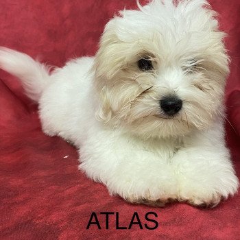 chiot Coton de tulear ATLAS coton Domaine de la Chantelaie chiot Coton de tulear ATLAS coton Domaine de la Chantelaie