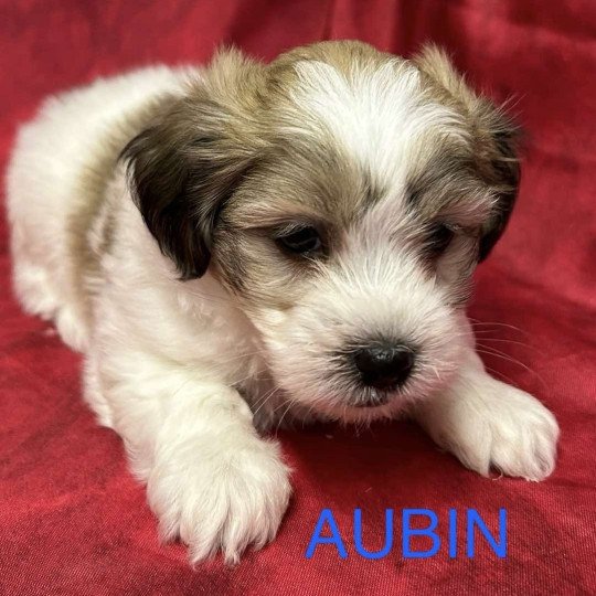 AUBIN coton Mâle Coton de tulear
