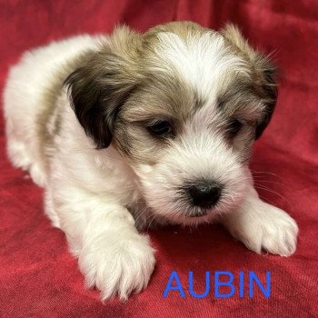 chiot Coton de tulear AUBIN coton Domaine de la Chantelaie
