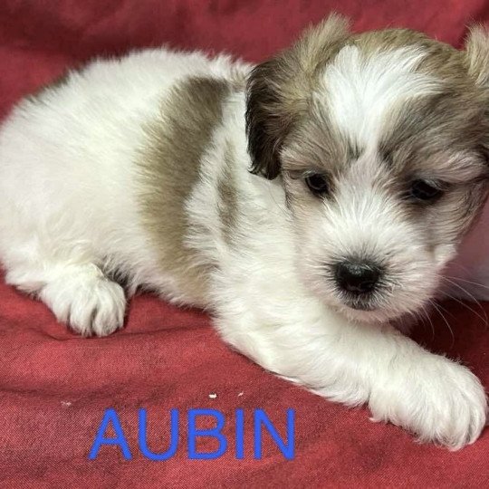 chiot Coton de tulear AUBIN coton Domaine de la Chantelaie