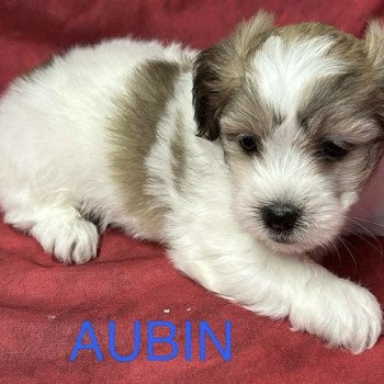 chiot Coton de tulear AUBIN coton Domaine de la Chantelaie