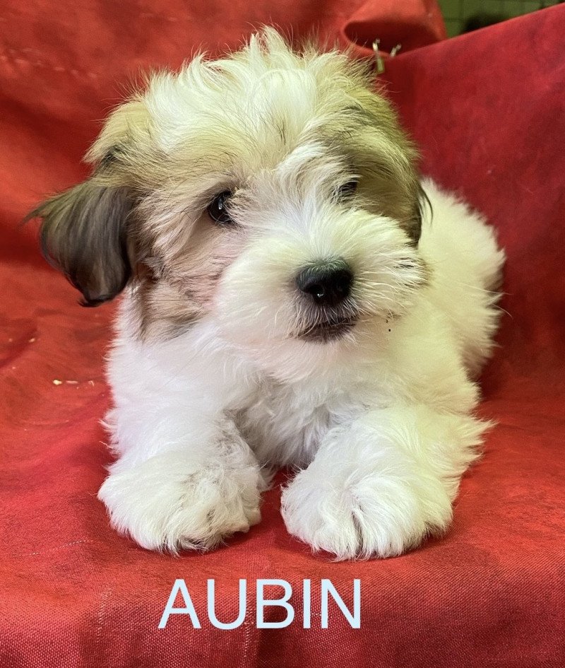 AUBIN coton Mâle Coton de tulear