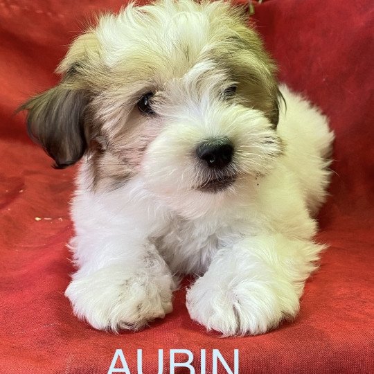 AUBIN coton Mâle Coton de tulear