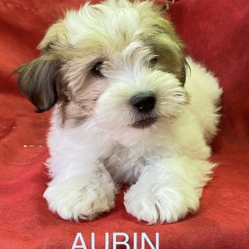 chiot Coton de tulear AUBIN coton Domaine de la Chantelaie