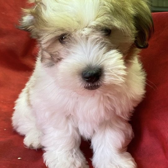 chiot Coton de tulear AUBIN coton Domaine de la Chantelaie