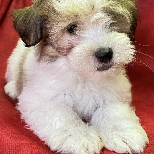 chiot Coton de tulear AUBIN coton Domaine de la Chantelaie