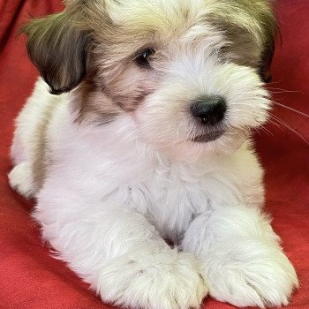 chiot Coton de tulear AUBIN coton Domaine de la Chantelaie