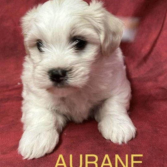 AURANE coton Femelle Coton de tulear