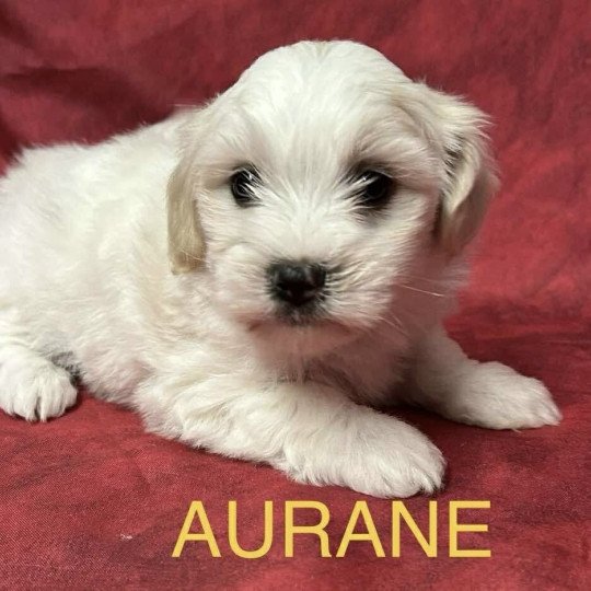 chiot Coton de tulear AURANE coton Domaine de la Chantelaie