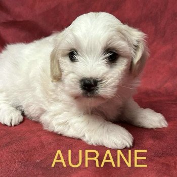 chiot Coton de tulear AURANE coton Domaine de la Chantelaie