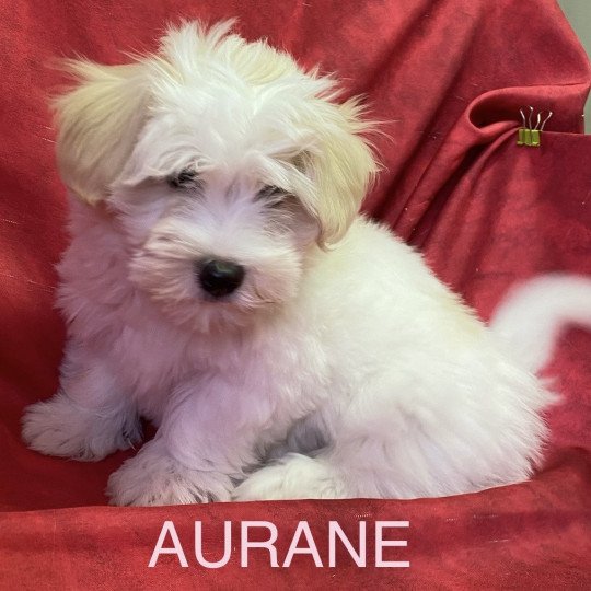 AURANE coton Femelle Coton de tulear