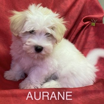 chiot Coton de tulear AURANE coton Domaine de la Chantelaie