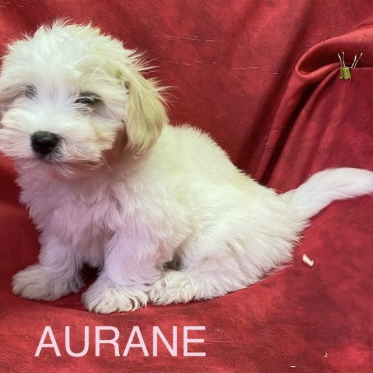 chiot Coton de tulear AURANE coton Domaine de la Chantelaie
