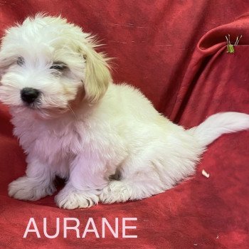 chiot Coton de tulear AURANE coton Domaine de la Chantelaie
