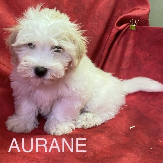 chiot Coton de tulear AURANE coton Domaine de la Chantelaie