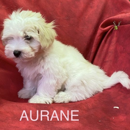 chiot Coton de tulear AURANE coton Domaine de la Chantelaie