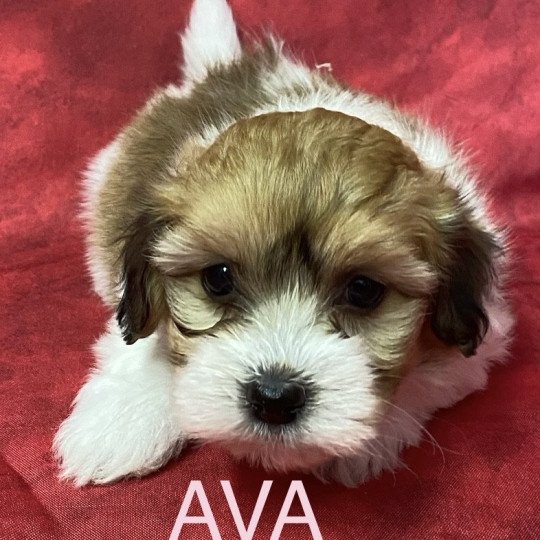 AVA coton de tuléar RÉSERVÉE Femelle Coton de tulear