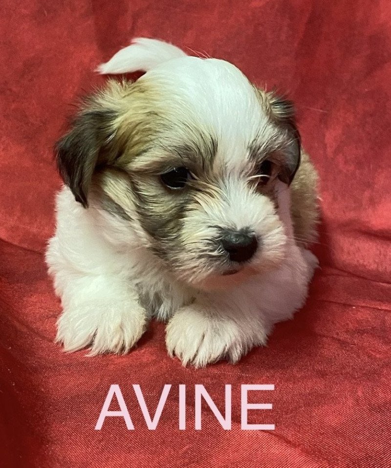 AVINE coton tricolore RÉSERVÉE Femelle Coton de tulear AVINE coton tricolore RÉSERVÉE Femelle Coton de tulear