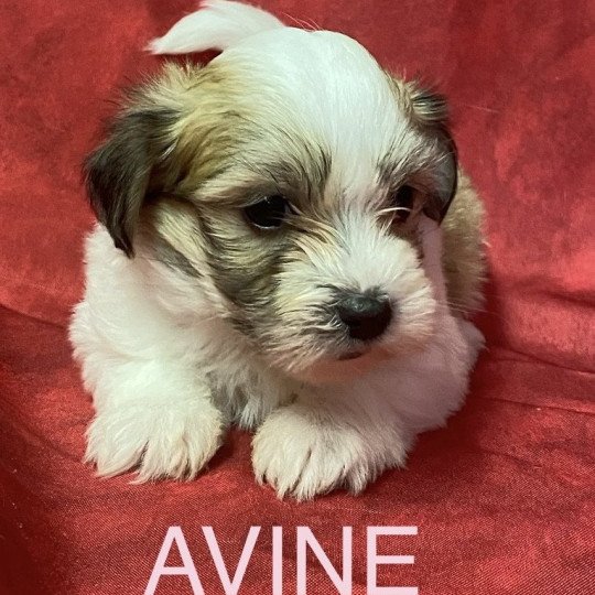 chiot Coton de tulear AVINE coton tricolore RÉSERVÉE Domaine de la Chantelaie chiot Coton de tulear AVINE coton tricolore RÉSERVÉE Domaine de la Chantelaie