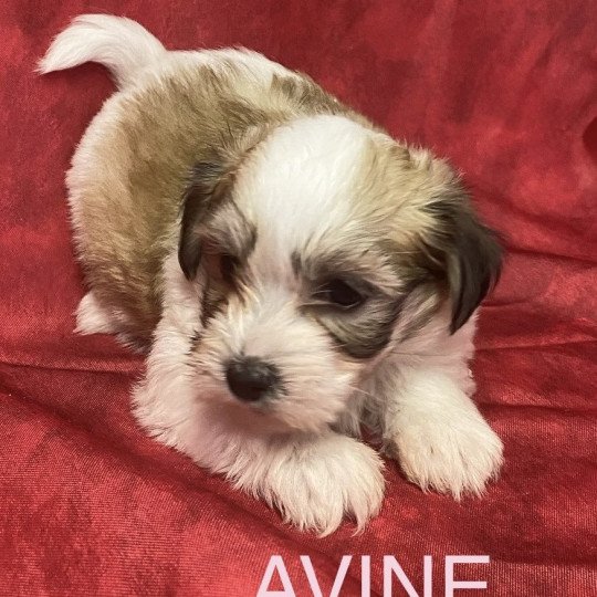 chiot Coton de tulear AVINE coton tricolore RÉSERVÉE Domaine de la Chantelaie chiot Coton de tulear AVINE coton tricolore RÉSERVÉE Domaine de la Chantelaie