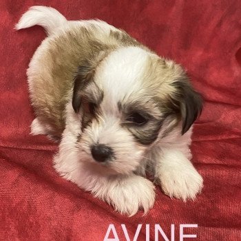 chiot Coton de tulear AVINE coton tricolore RÉSERVÉE Domaine de la Chantelaie chiot Coton de tulear AVINE coton tricolore RÉSERVÉE Domaine de la Chantelaie