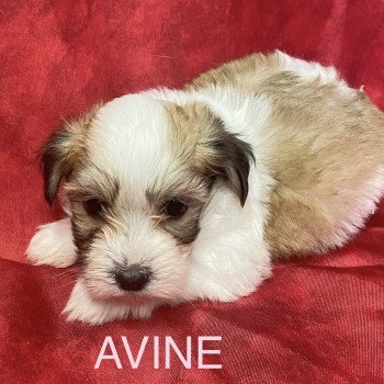 chiot Coton de tulear AVINE coton tricolore RÉSERVÉE Domaine de la Chantelaie chiot Coton de tulear AVINE coton tricolore RÉSERVÉE Domaine de la Chantelaie