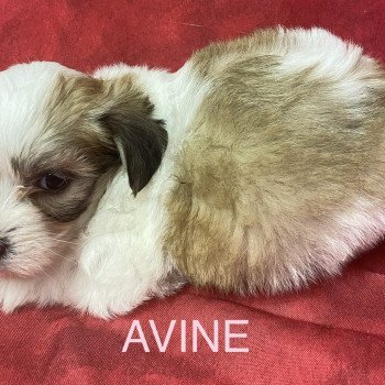 chiot Coton de tulear AVINE coton tricolore RÉSERVÉE Domaine de la Chantelaie chiot Coton de tulear AVINE coton tricolore RÉSERVÉE Domaine de la Chantelaie