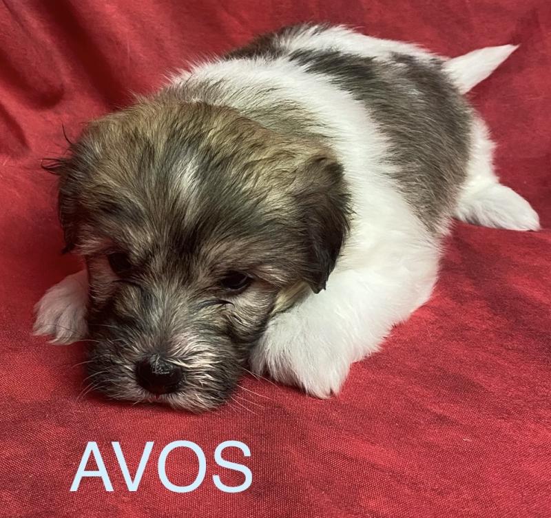 AVOS coton LOF à réserver Mâle Coton de tulear