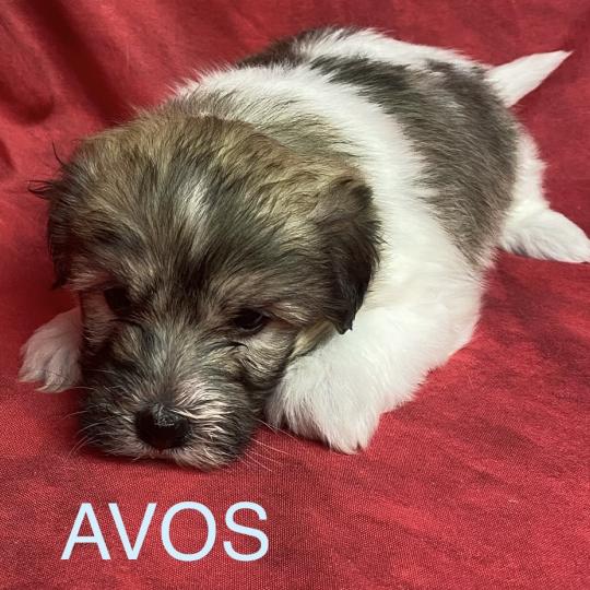 chiot Coton de tulear AVOS coton LOF à réserver Domaine de la Chantelaie