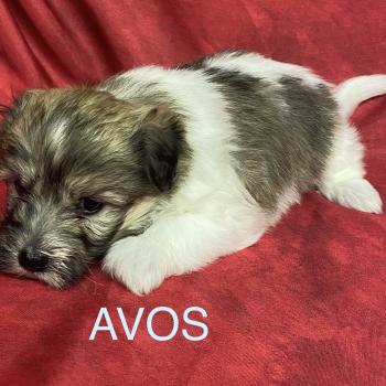 chiot Coton de tulear AVOS coton LOF à réserver Domaine de la Chantelaie