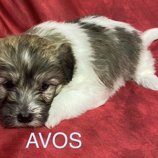 chiot Coton de tulear AVOS coton LOF à réserver Domaine de la Chantelaie