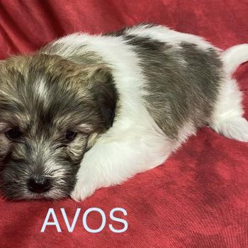 chiot Coton de tulear AVOS coton LOF à réserver Domaine de la Chantelaie