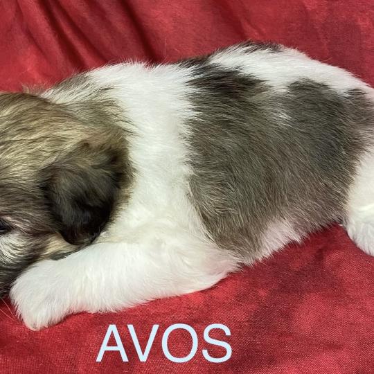 chiot Coton de tulear AVOS coton LOF à réserver Domaine de la Chantelaie