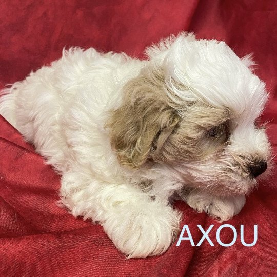 chiot Coton de tulear AXOU coton de tuléar à réserver Domaine de la Chantelaie