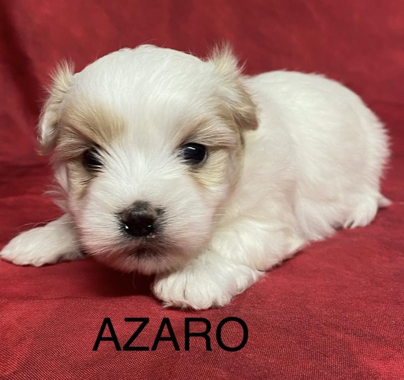 AZARO coton à réserver Mâle Coton de tulear