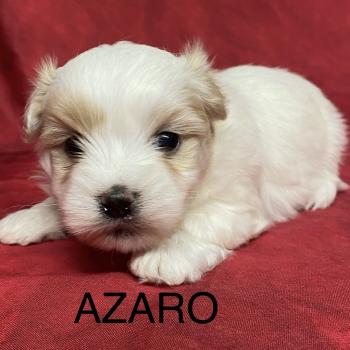 chiot Coton de tulear AZARO coton à réserver Domaine de la Chantelaie