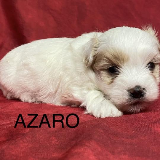 chiot Coton de tulear AZARO coton à réserver Domaine de la Chantelaie