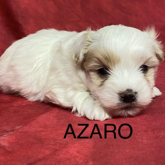 chiot Coton de tulear AZARO coton à réserver Domaine de la Chantelaie