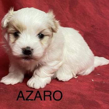 chiot Coton de tulear AZARO coton à réserver Domaine de la Chantelaie