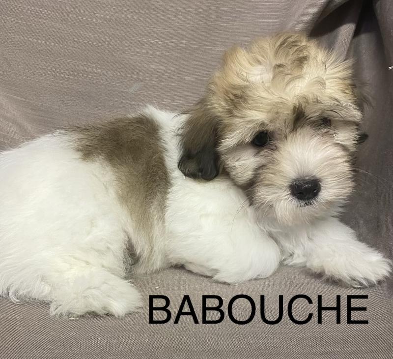BABOUCHE Coton LOF disponible Femelle Coton de tulear
