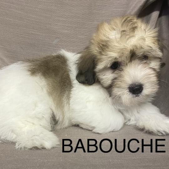 chiot Coton de tulear BABOUCHE Coton LOF disponible Domaine de la Chantelaie