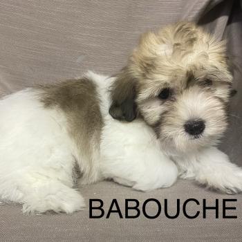 chiot Coton de tulear BABOUCHE Coton LOF disponible Domaine de la Chantelaie