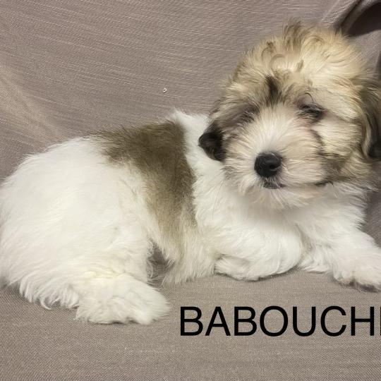 chiot Coton de tulear BABOUCHE Coton LOF disponible Domaine de la Chantelaie