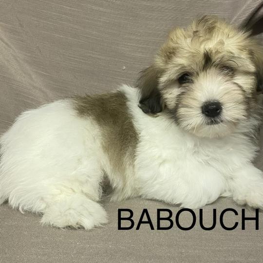 chiot Coton de tulear BABOUCHE Coton LOF disponible Domaine de la Chantelaie